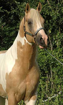 Click here to visit Sunnywood Ranch
